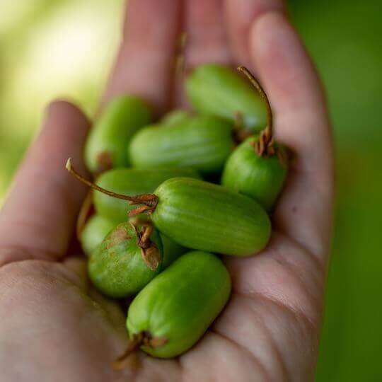 Hardy Kiwi Berries
