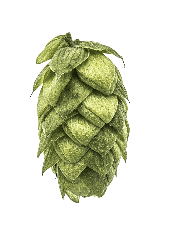 Azacca® Hops Azacca® Hops